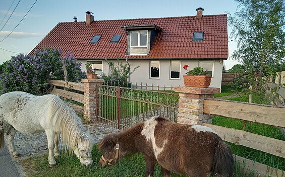 Ferienhaus Spree-Alpakas, Foto: Spree-Alpakas, Lizenz: Spree-Alpakas