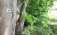 Baummarkierung am Wildkräuterweg, Foto: Bansen-Wittig