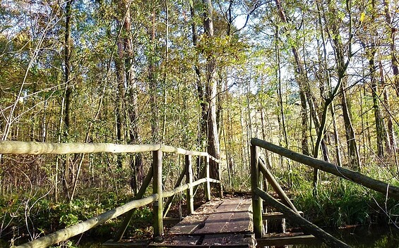 Brücke zwischen Schwanensee und Mittelsee, Foto: Juliane Frank, Lizenz: Tourismusverband Dahme-Seenland e.V.
