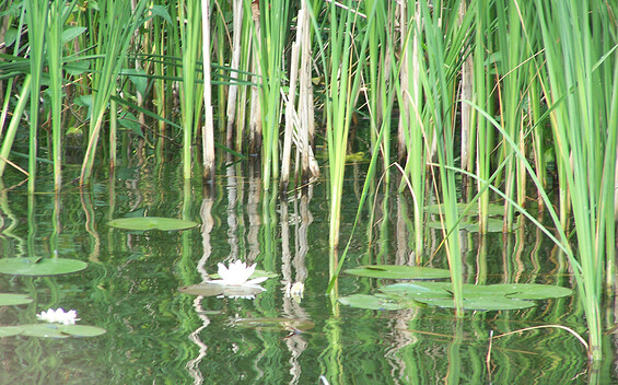 Am Pichersee, Foto: Petra Förster, Lizenz: Tourismusverband Dahme-Seenland e.V.