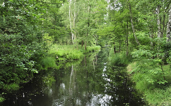 River Dahme, Foto: Sandra Fonarob, Lizenz: Tourismusverband Dahme-Seenland e.V.