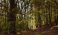 Through the woods, Foto: Norman Siehl, Lizenz: Tourismusverband Dahme-Seenland e.V.