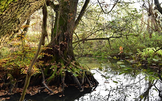 River Dahme, Foto: Norman Siehl, Lizenz: Tourismusverband Dahme-Seenland e.V.