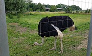 Strauß auf der Straußenfarm, Foto: TVEEL, Lizenz: TVEEL