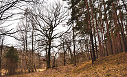 Im Wald im NSG Mahnigsee-Dahmetal, Foto: Sandra Fonarob, Lizenz: Tourismusverband Dahme-Seenland e.V.
