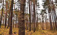 Im Wald im NSG Mahnigsee-Dahmetal, Foto: Sandra Fonarob, Lizenz: Tourismusverband Dahme-Seenland e.V.
