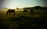 Pferde auf der Koppel, Foto: Marita Black, Lizenz: Marita Black