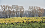 Gänse am Naturlehrpfad, Foto: Sandra Fonarob, Lizenz: Tourismusverband Havelland e.V.