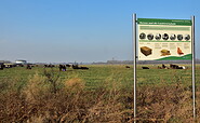 Kühe am Naturlehrpfad, Foto: Sandra Fonarob, Lizenz: Tourismusverband Havelland e.V.