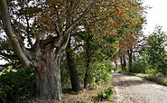 Kastanienallee am Telegrphenrundweg, Foto: Sandra Fonarob, Lizenz: Tourismusverband Havelland e.V.