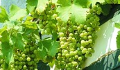 Weinrebe am Heimatmuseum in Mittenwalde, Foto: Dana Klaus, Lizenz: Tourismusverband Dahme-Seenland e.V.