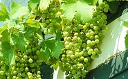 Weinrebe am Heimatmuseum in Mittenwalde, Foto: Dana Klaus, Lizenz: Tourismusverband Dahme-Seenland e.V.