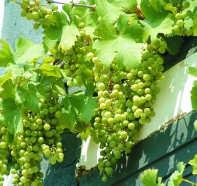 Weinrebe am Heimatmuseum in Mittenwalde, Foto: Dana Klaus, Lizenz: Tourismusverband Dahme-Seenland e.V.