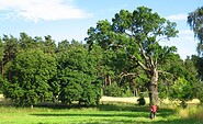 old oak, Foto:  Kai-Uwe Thiessenhusen, Lizenz: Amt Burg (Spreewald)