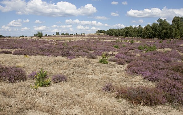 Heather landscape, Foto: Stiftung Naturlandschaften Brandenburg