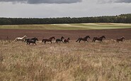 Reiterhof und Pension Fürstenhof Pferde im Galopp, Foto: selbst, Lizenz: Sabine Schulz