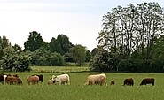 auf der Wiese