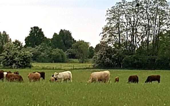 auf der Wiese