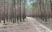Wald am Pätzer Hintersee, Foto: Juliane Frank, Lizenz: Tourismusverband Dahme-Seenland e.V.