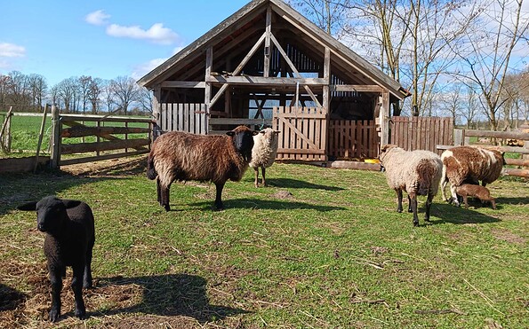 stable with sheep, Foto: Irmtraud Mertens, Lizenz: Tourismusverband Prignitz