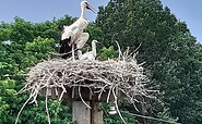 stork nest, Foto: Irmtraud Mertens, Lizenz: Tourismusverband Prignitz