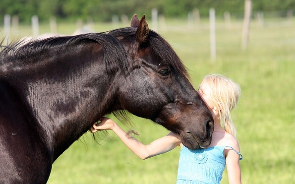 Umgang mit dem Pferd, Foto: Katrin Riegel