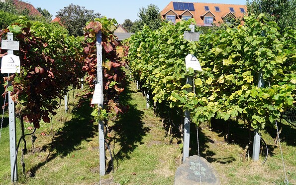 Winegarden Museum Mittenwalde, Foto: Tina Israel, Lizenz: Stadt Mittenwalde