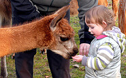 Streicheleinheit Lama und Kind, , Foto: Anita Selig-Smith , Lizenz: Märkischer Lamahof