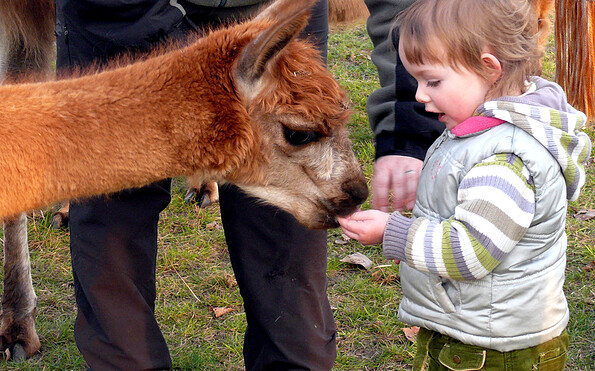 Streicheleinheit Lama und Kind, , Foto: Anita Selig-Smith , Lizenz: Märkischer Lamahof