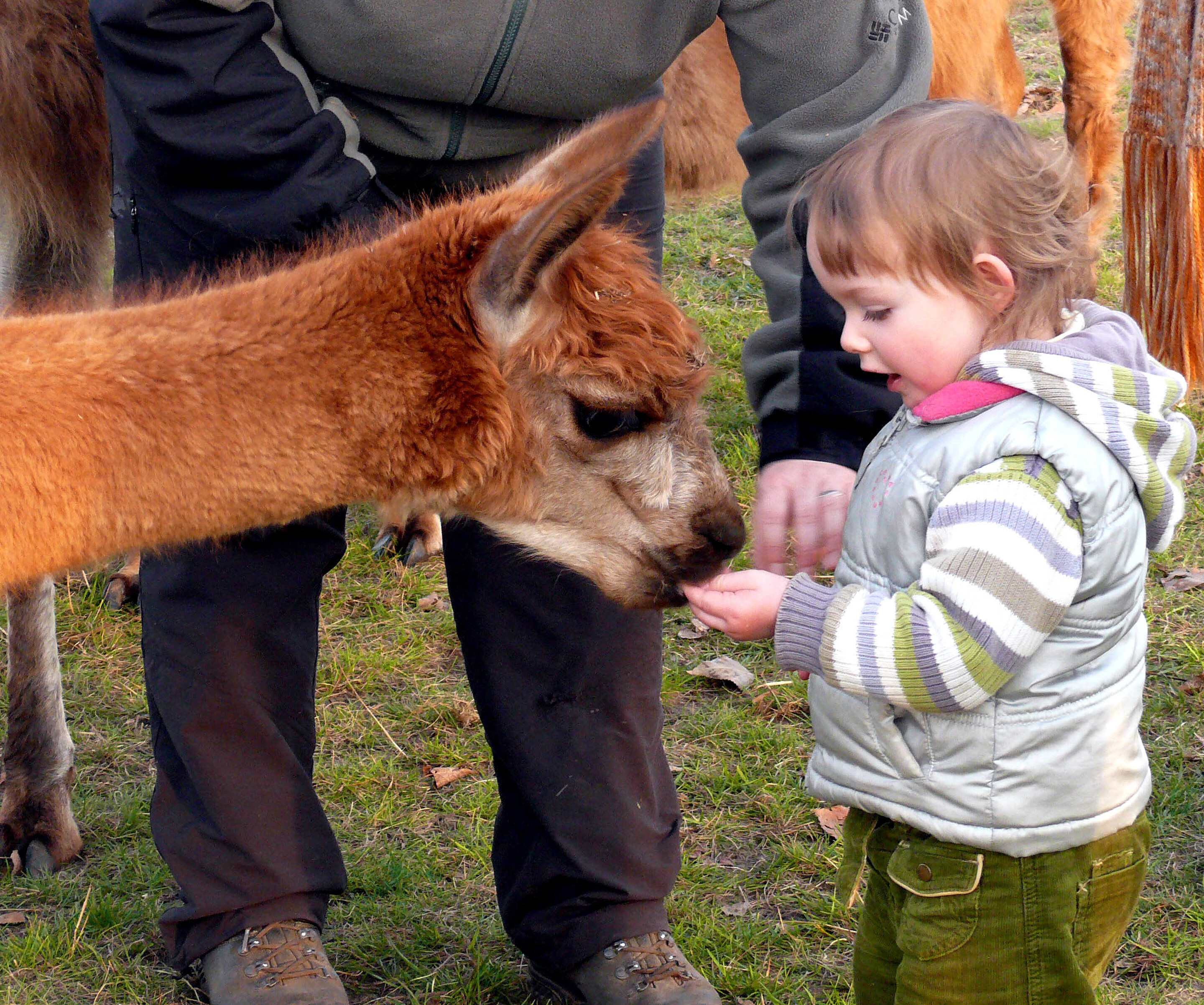 M rkischer Lamahof Llama and Alpaca Farm Dahme Seenland