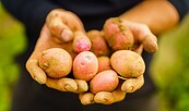 Kartoffelernte, Foto: André Wirsig, Lizenz: REGiO-Nord mbH