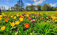 Tulpenbeet, Foto: Laga GmbH