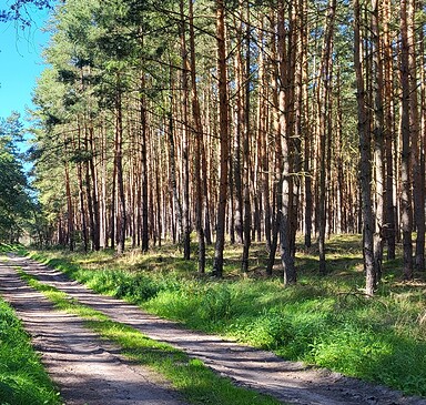 Pfotenweg