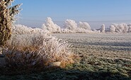 Wald im Winter