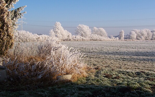 Wald im Winter