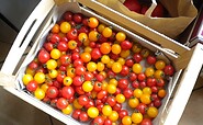 Tomatenkiste, Foto: Magnus Knigge