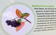 Informationen rund um die Aroniarbeere , Foto: N. Mucha, Lizenz: N. Mucha