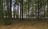 Wald am Stechlinsee, Foto: Steffen Lehmann, Lizenz: TMB-Fotoarchiv