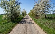 Apfelbaumallee, Foto: TMB-Fotoarchiv, Lizenz: Seenland Oder-Spree