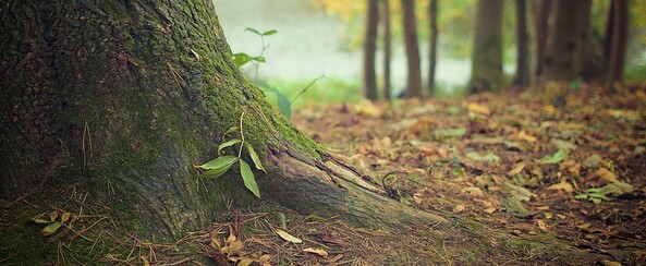 Foto: Christopher Winkler / Pixabay