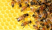 Bienen (c) PollyDot auf Pixabay, Foto: Carola Hahn