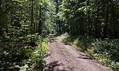 Wald bei Biesenthal, Foto: Ludger Lamprecht, Lizenz: WITO Barnim GmbH