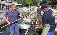 Fischer vom Forellenhof Locktow bei der Arbeit, Foto: Bansen