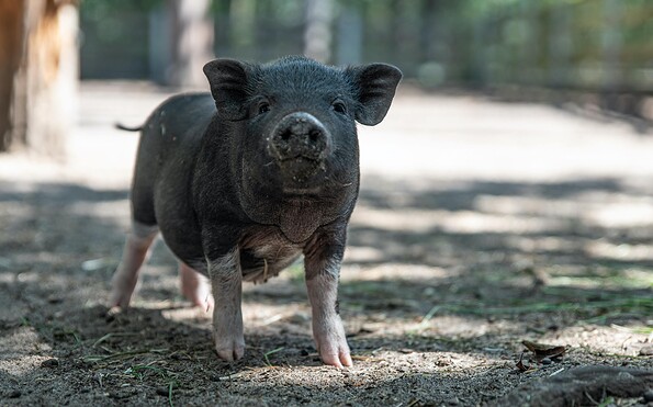 Schweinchen blickt in die Kamera, Foto: Karsten Möbius, Lizenz: Knattercamping
