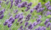 Lavendel, Foto: Pixabay/ChiemSeherin