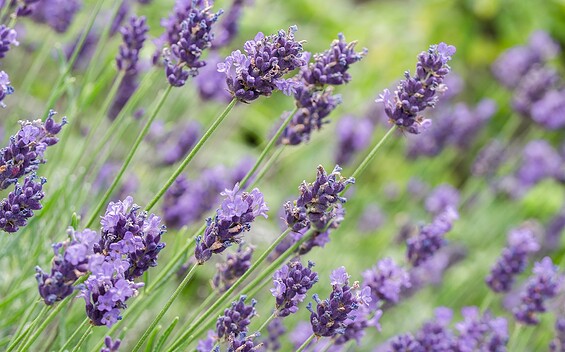 Lavendel, Foto: Pixabay/ChiemSeherin