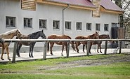 Innenhof mit Pferden