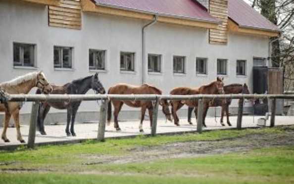 Innenhof mit Pferden