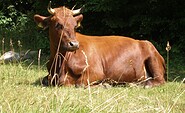 Cow in the pasture, Foto: Hof Marienhöhe