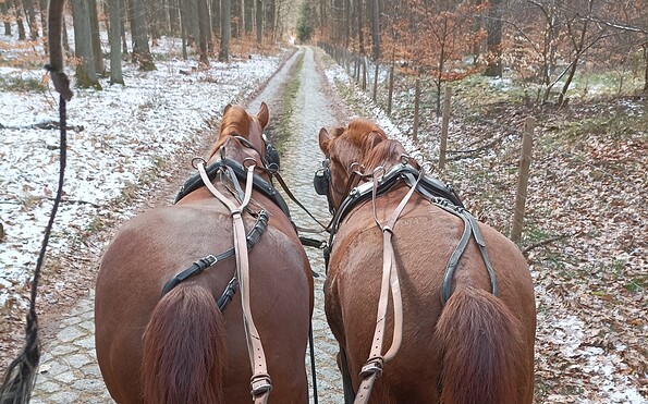 Blick vom Kutschbock, Foto: J.Wolf, Lizenz: J.Wolf